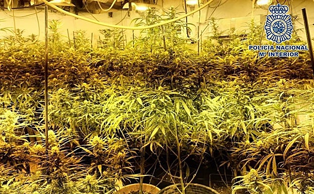 Imagen de la marihuana intervenida en Torre del Mar. 