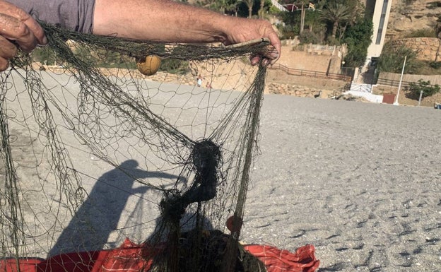 Daños causados por delfines en una red de pesca. 