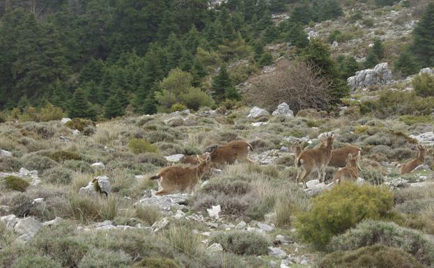 Reserva de la Biosfera de la Sierra de las Nieves.