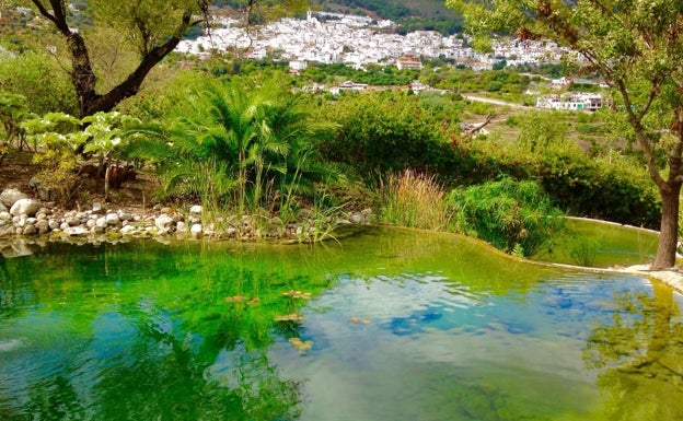 Imagen principal - Un oasis de cactus en plena Sierra de las Nieves