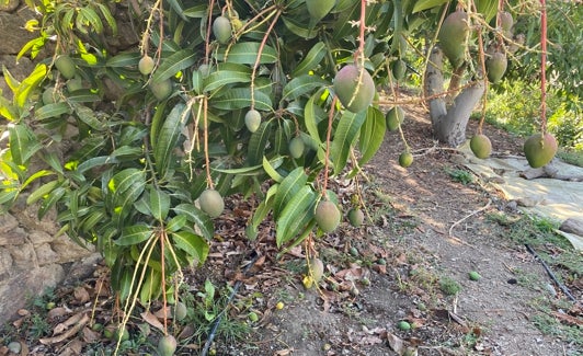 Una finca de mangos en la Axarquía. 