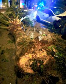 Imagen secundaria 2 - Accidente en el paseo marítimo de Málaga: arranca una palmera con el coche y da positivo en alcohol