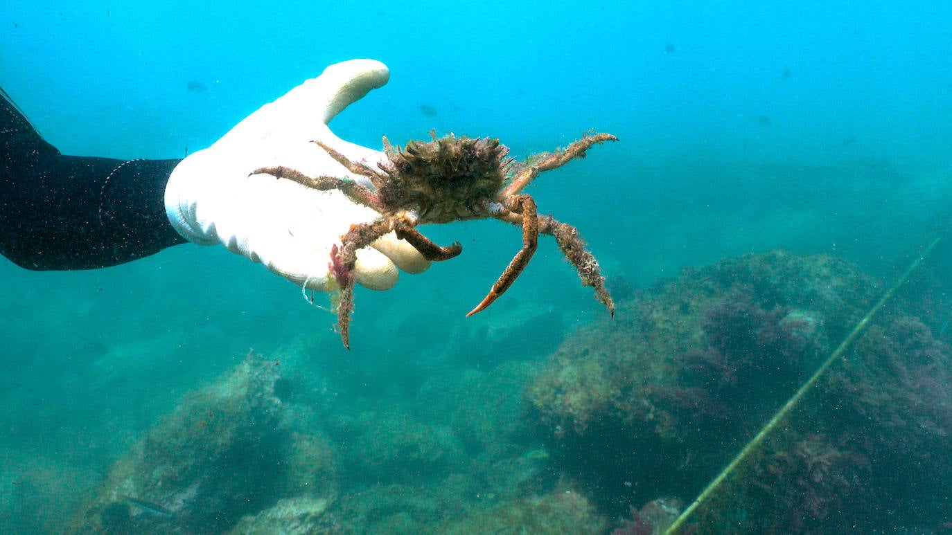 Fotos: Buceadores retiran una red abandonada frente a los Baños del Carmen