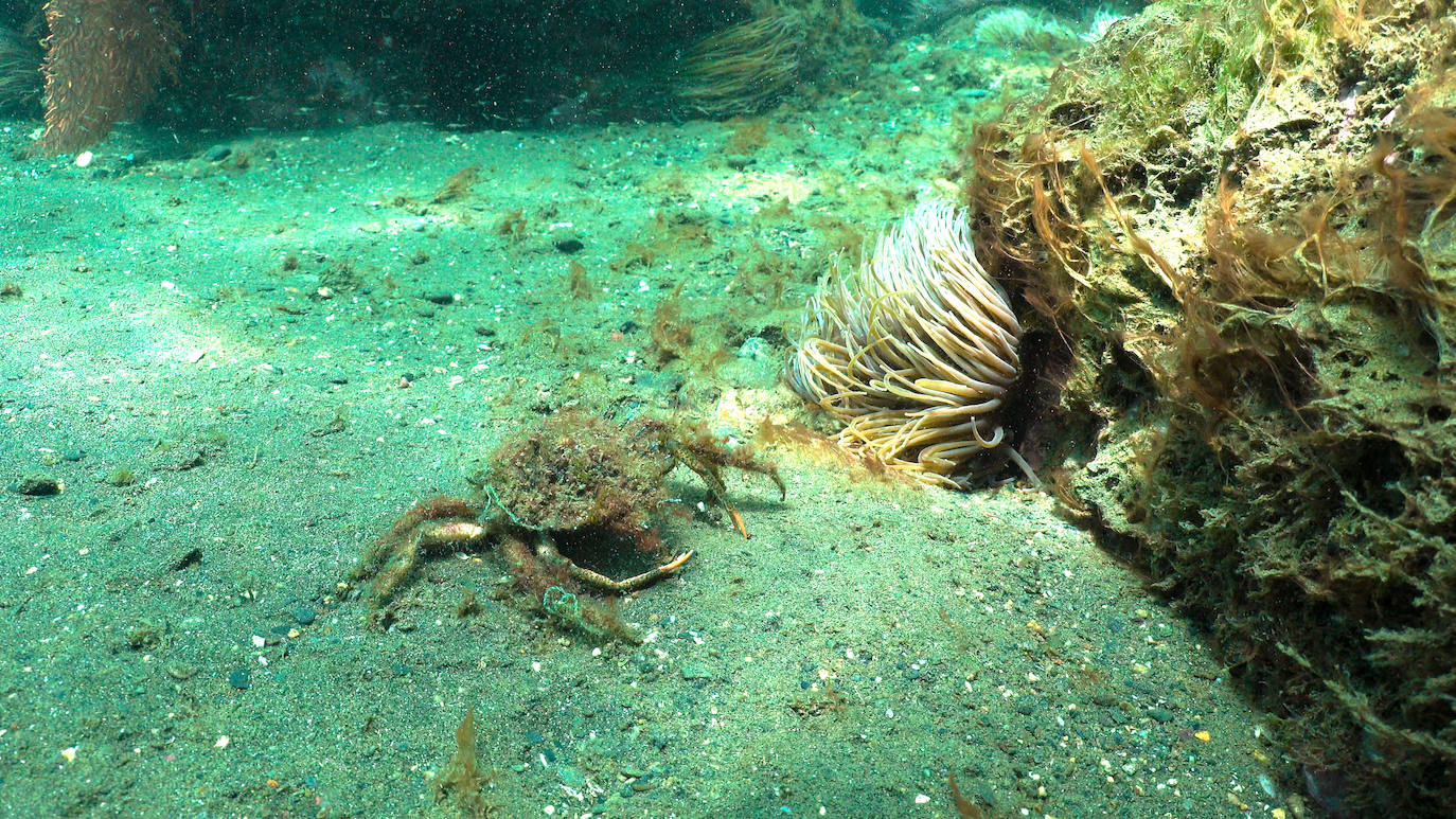 Fotos: Buceadores retiran una red abandonada frente a los Baños del Carmen