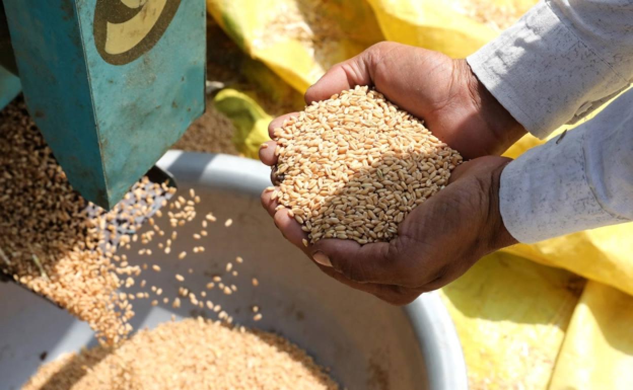 Georgia prohíbe la exportación de trigo y cebada