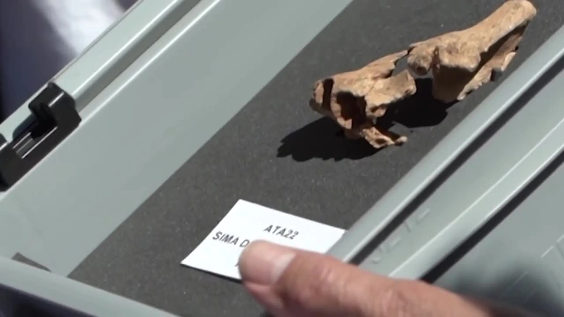 Un fósil encontrado en Atapuerca ilustra el origen de la cara moderna