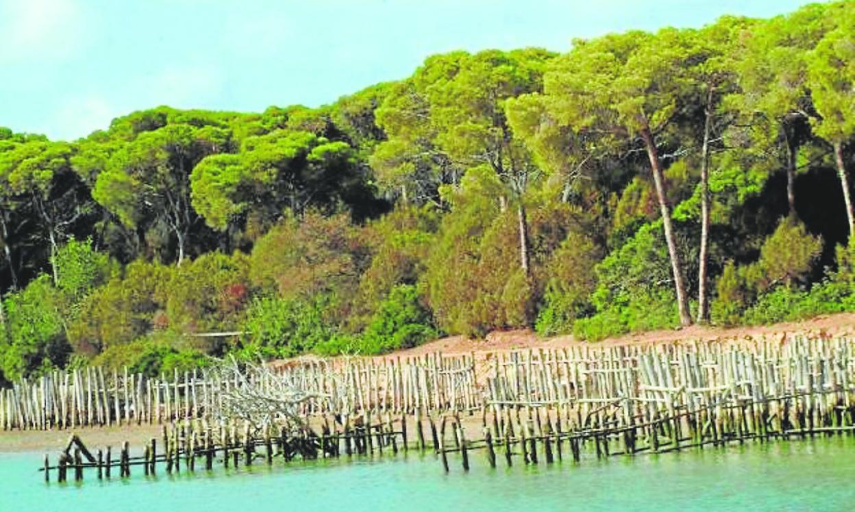 Uno de los humedales del Parque Nacional de Doñana. sur