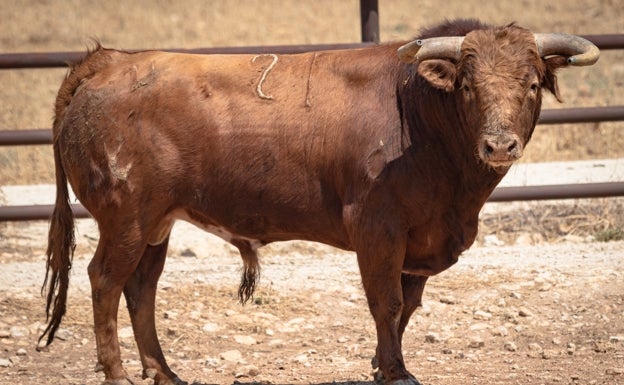 Toro de Torrestrella.