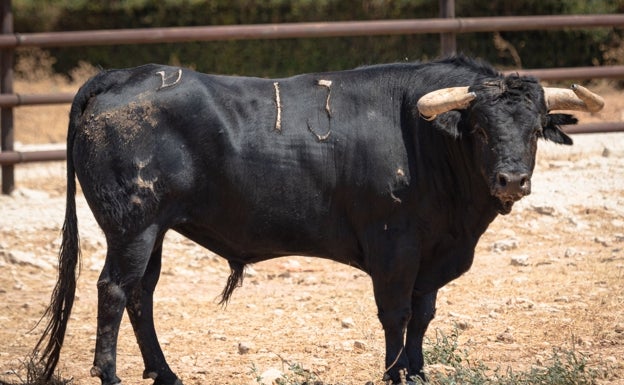 Toro negro marcado con el número 13.