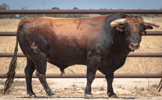 Otro de los toros reseñados.