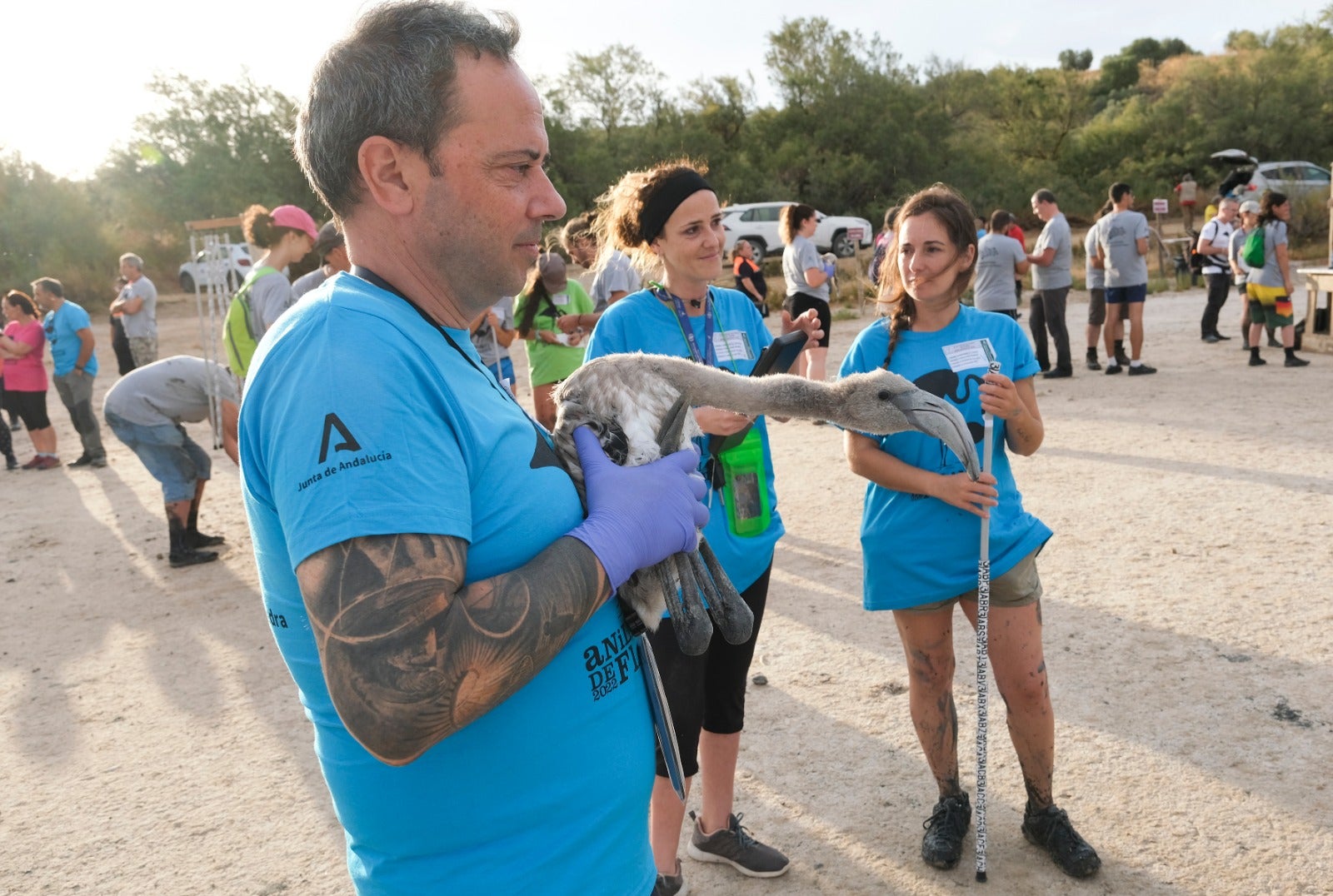 Gracias a las precipitaciones registradas en el mes de marzo, la Laguna presentaba a principios de abril un nivel de agua de 42 cm, lo que permitió acoger a más de 8.700 parejas y un total de 3.764 pollos, de los cuales 600 han sido anillados este sábado. 