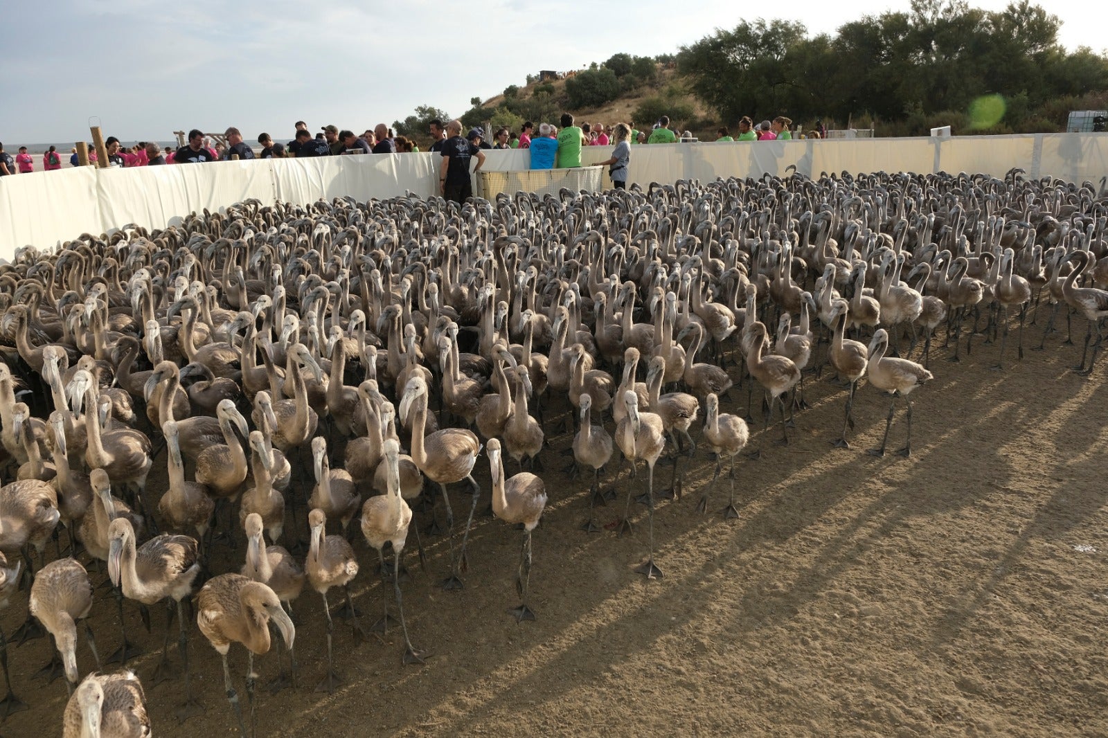 Gracias a las precipitaciones registradas en el mes de marzo, la Laguna presentaba a principios de abril un nivel de agua de 42 cm, lo que permitió acoger a más de 8.700 parejas y un total de 3.764 pollos, de los cuales 600 han sido anillados este sábado. 