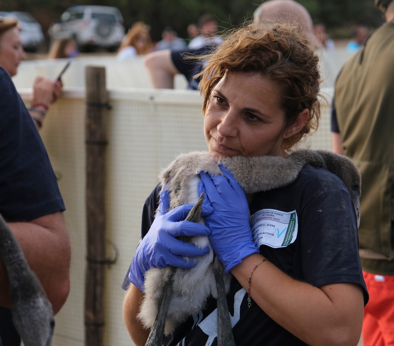 Gracias a las precipitaciones registradas en el mes de marzo, la Laguna presentaba a principios de abril un nivel de agua de 42 cm, lo que permitió acoger a más de 8.700 parejas y un total de 3.764 pollos, de los cuales 600 han sido anillados este sábado. 