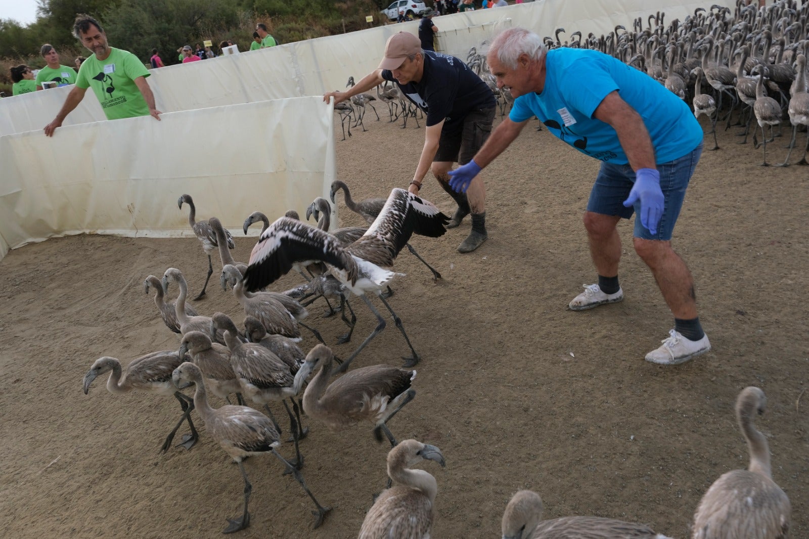 Gracias a las precipitaciones registradas en el mes de marzo, la Laguna presentaba a principios de abril un nivel de agua de 42 cm, lo que permitió acoger a más de 8.700 parejas y un total de 3.764 pollos, de los cuales 600 han sido anillados este sábado. 