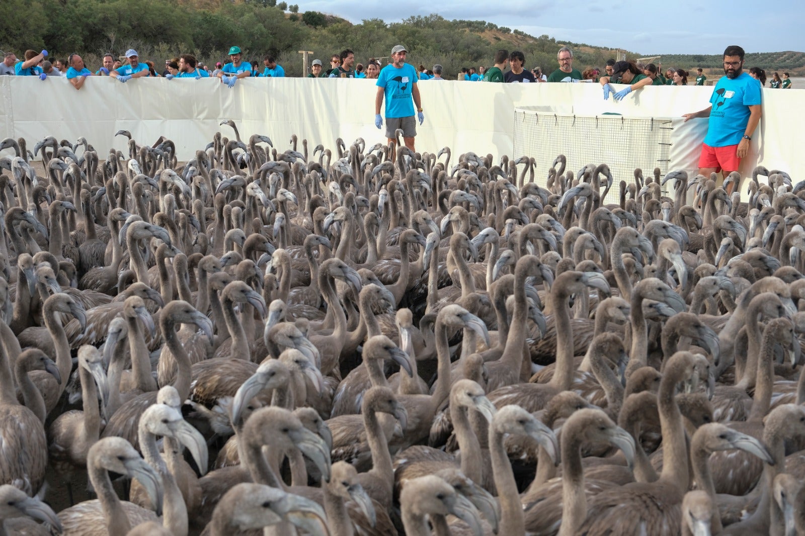 Gracias a las precipitaciones registradas en el mes de marzo, la Laguna presentaba a principios de abril un nivel de agua de 42 cm, lo que permitió acoger a más de 8.700 parejas y un total de 3.764 pollos, de los cuales 600 han sido anillados este sábado. 