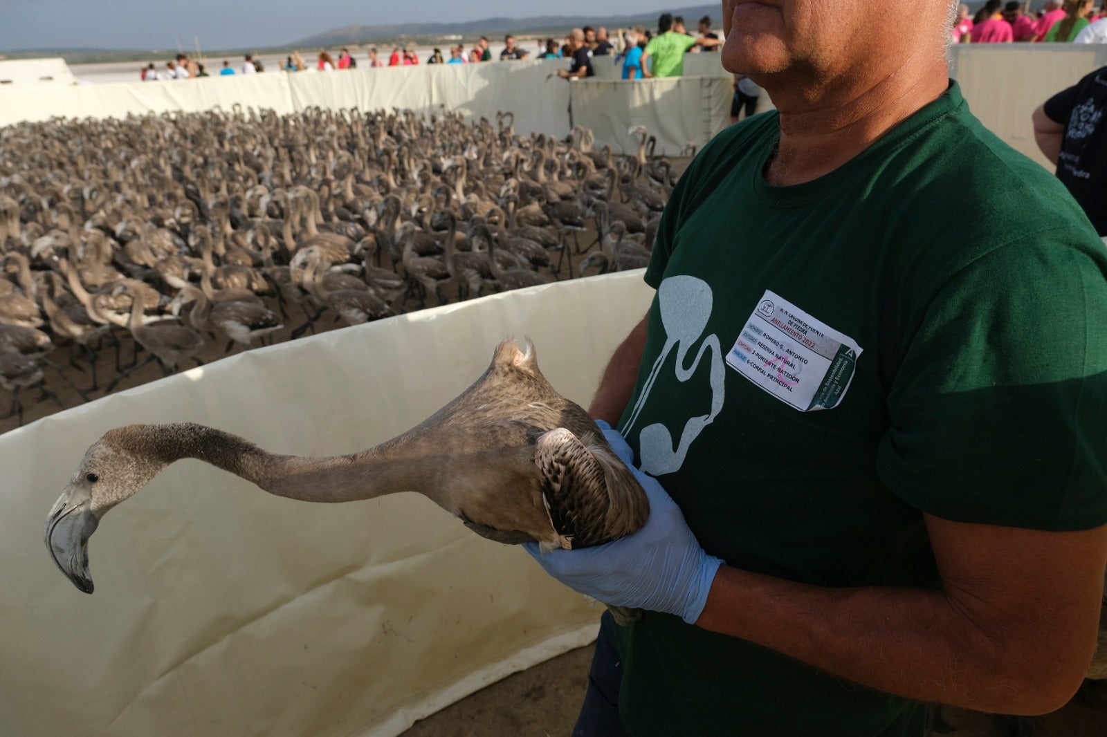 Gracias a las precipitaciones registradas en el mes de marzo, la Laguna presentaba a principios de abril un nivel de agua de 42 cm, lo que permitió acoger a más de 8.700 parejas y un total de 3.764 pollos, de los cuales 600 han sido anillados este sábado. 