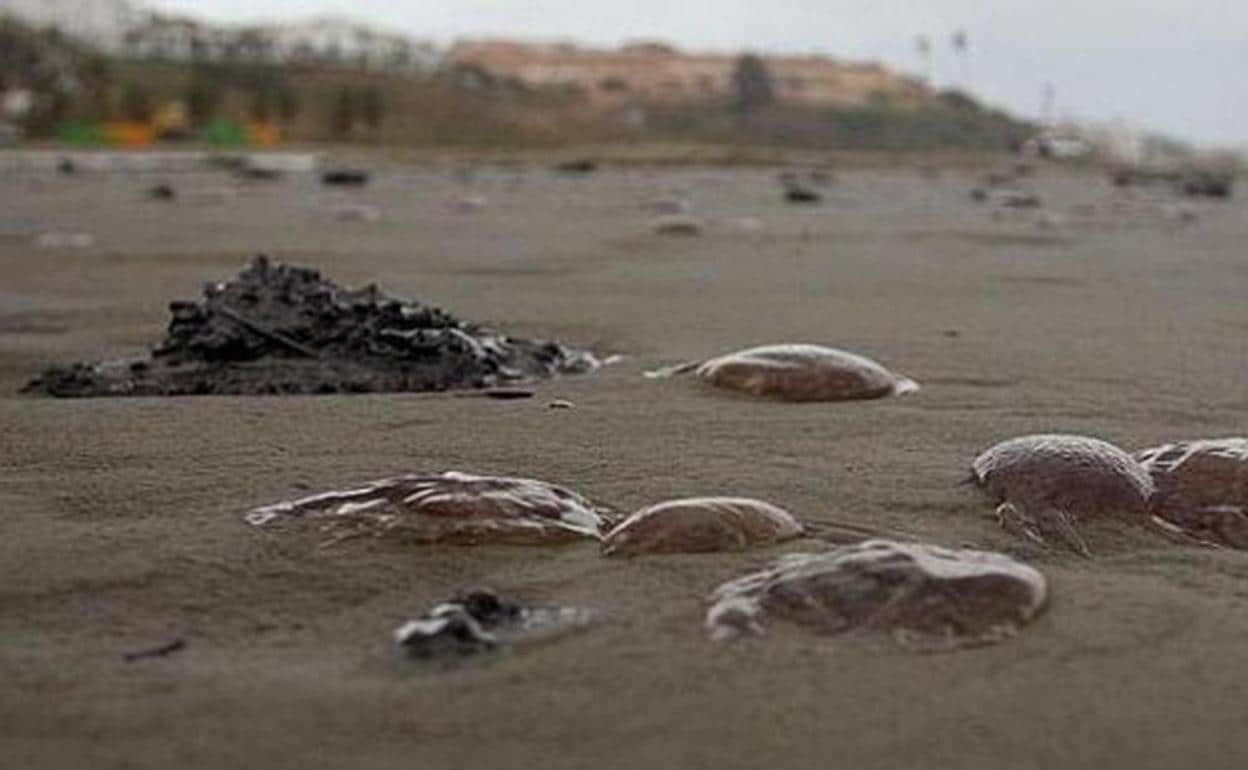 Medusas hoy en Málaga: Estas son las playas con alta concentración de medusas este jueves en la provincia de Málaga