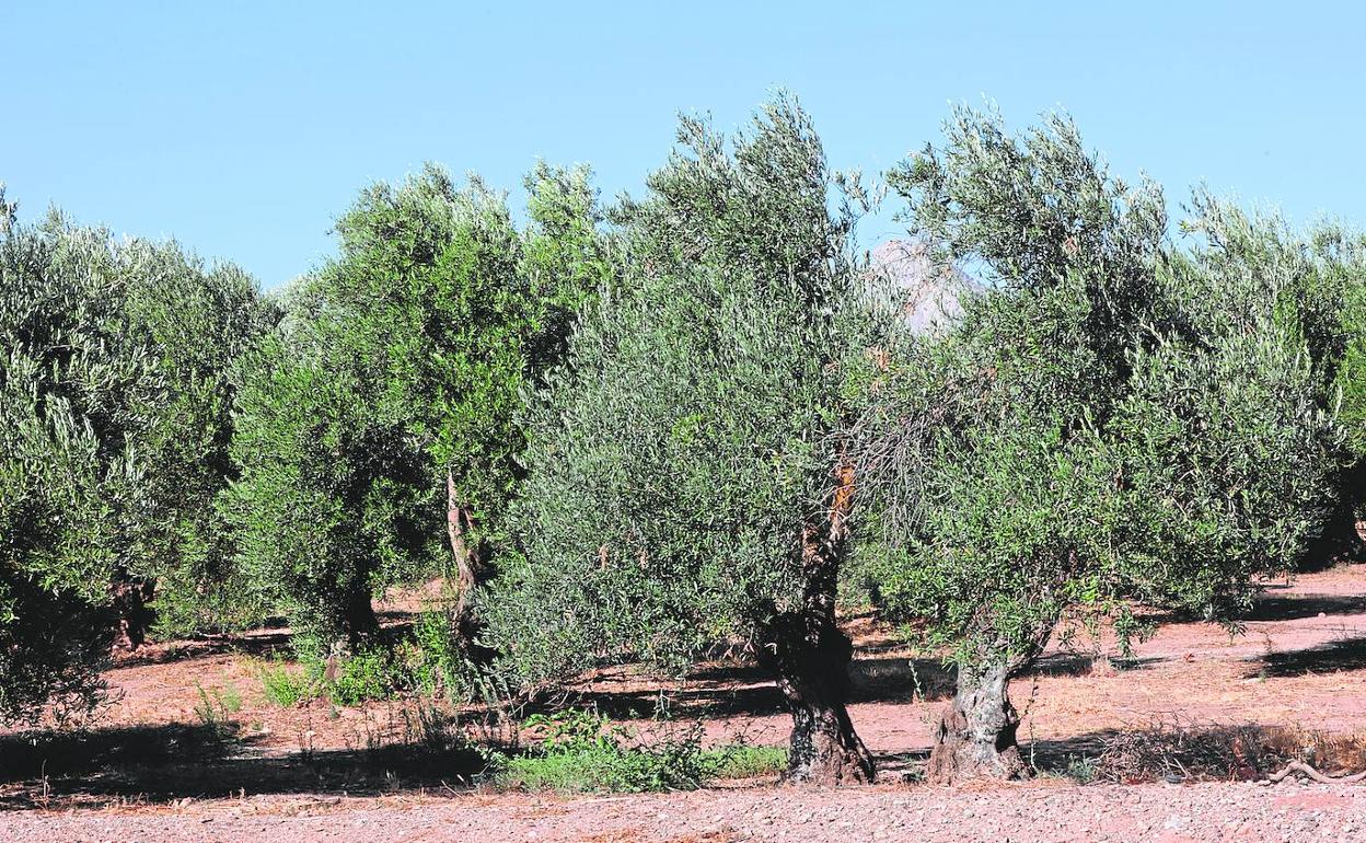 Fotografía tomada ayer por la tarde de un olivar ubicado en el entorno de la Peña de los Enamorados, en Antequera. 