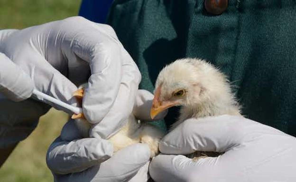 Confirmado un foco de gripe aviar en una explotación de pollos de Huelva