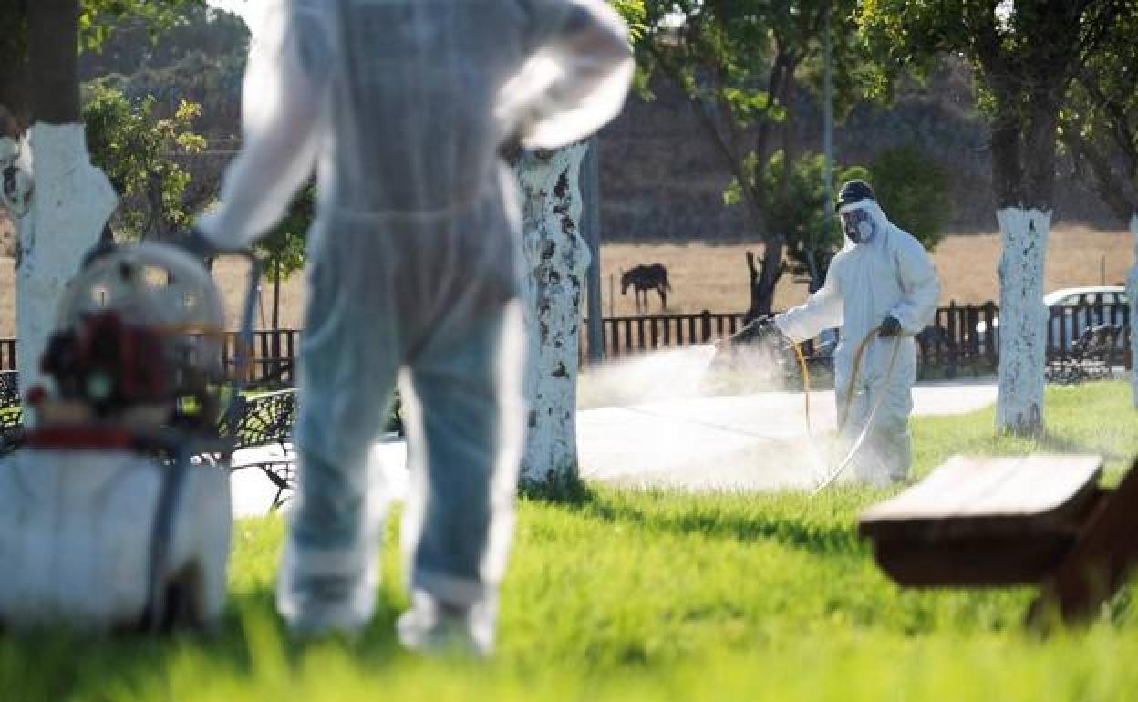 Hospitalizada una menor en Sevilla al contraer la enfermedad del virus del Nilo en Marruecos