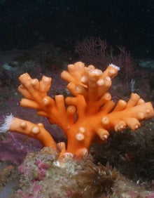 Imagen secundaria 2 - En el litoral marbellí puede observarse la fauna mediterránea. 