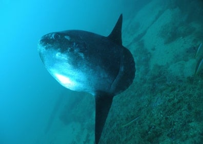 Imagen secundaria 1 - En el litoral marbellí puede observarse la fauna mediterránea. 