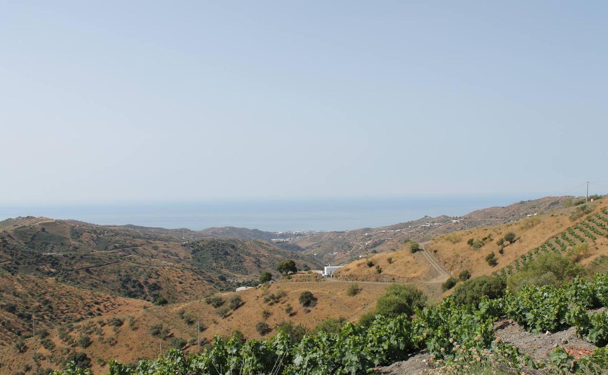 Mar. Desde este camino es posible ver al mismo tiempo los viñedos más escarpados y la costa. 