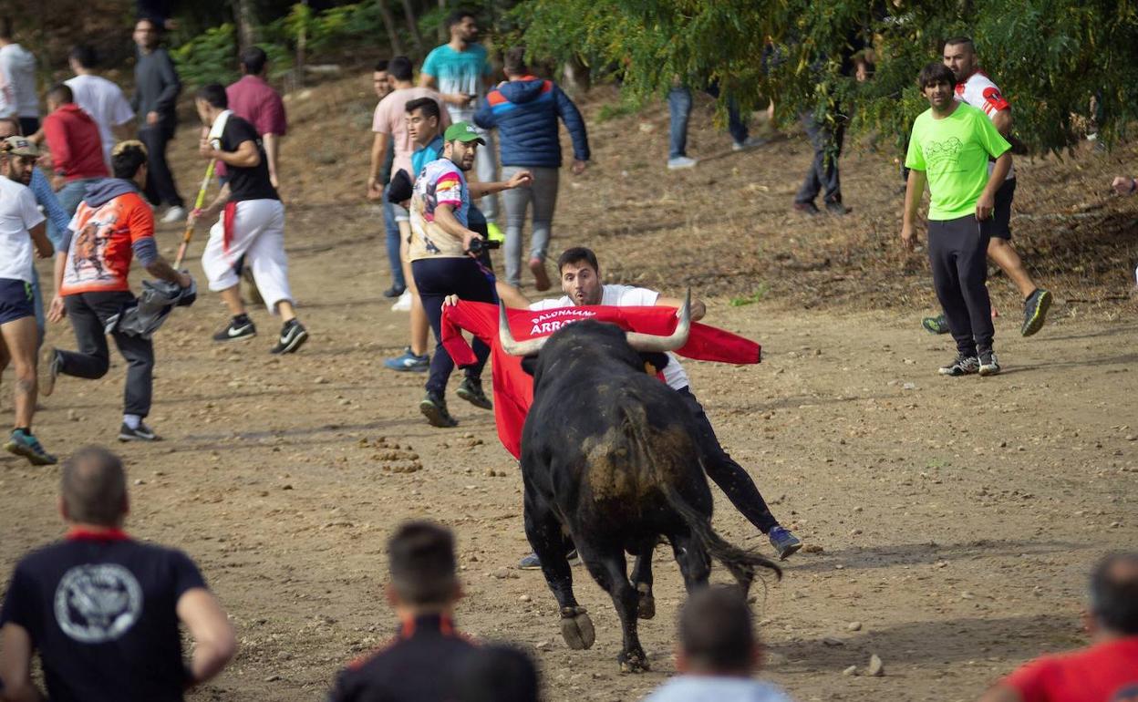 El Toro de la Vega en 2019 