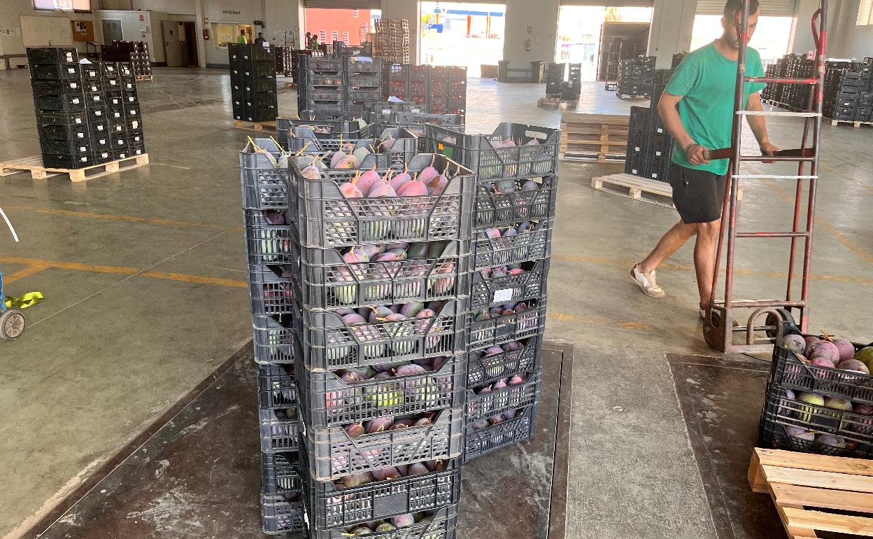 Mangos envasados para su venta en un almacén de subastas en Algarrobo. 