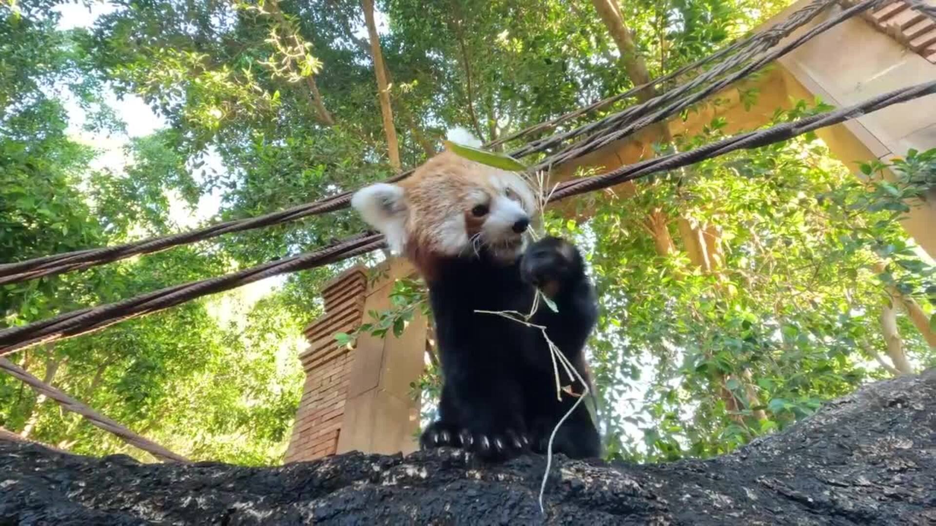 Bioparc Fuengirola celebra el Día Internacional del panda rojo, un animal único en peligro de extinción