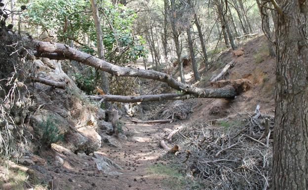 En el camino hay que esquivar ocasionalmente algunos pinos caídos.