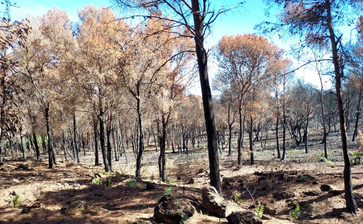 Trabajos de reforestación de la Sierra de Mijas en Alhaurín el Grande.