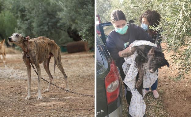 Estado en el que estaban los animales. 