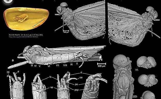 Así es el nuevo insecto. 
