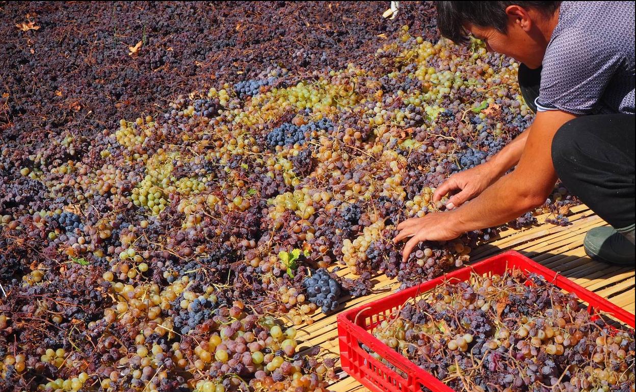 Las pasas se consiguen tras el secado de las uvas al sol