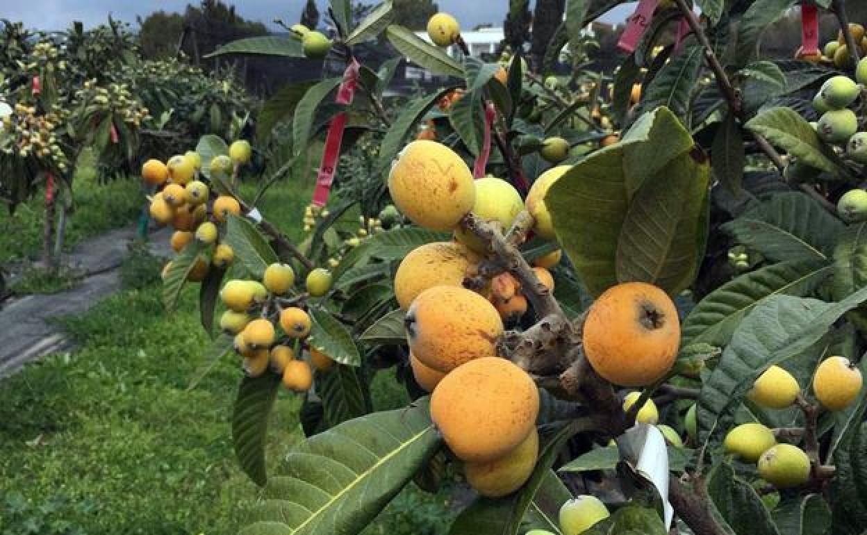 Andalucía registra un aumento del 24% de fondos para organizaciones de productores de frutas y hortalizas