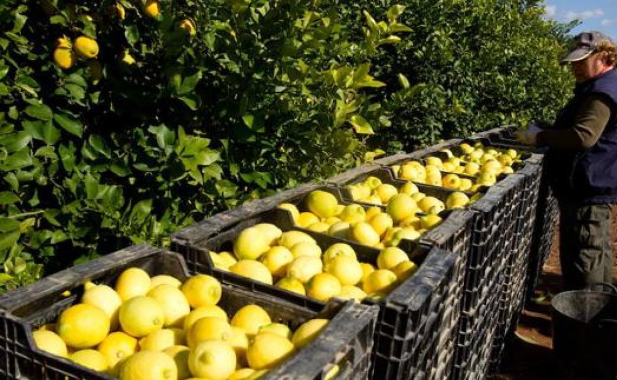 La sequía también golpea la producción de cítricos en la provincia de Málaga
