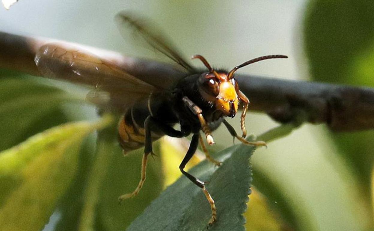 Así son las avispas orientales localizadas en Málaga: sus riesgos y cómo identificarlas
