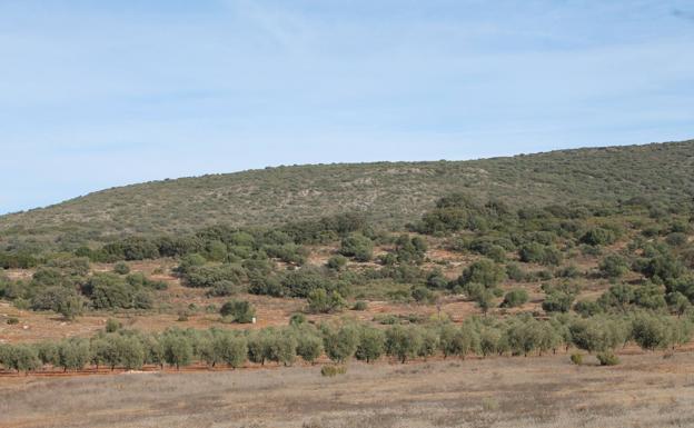 Encinas, olivos y acebuches son predominantes en la sierra de Pleités y su entorno.