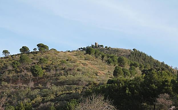Además de almendros, olivos y acebuches, hay una zona de pinar.