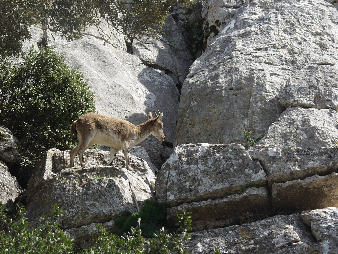 La cabra montés se deja ver ocasionalmente entre las rocas del Torcal.