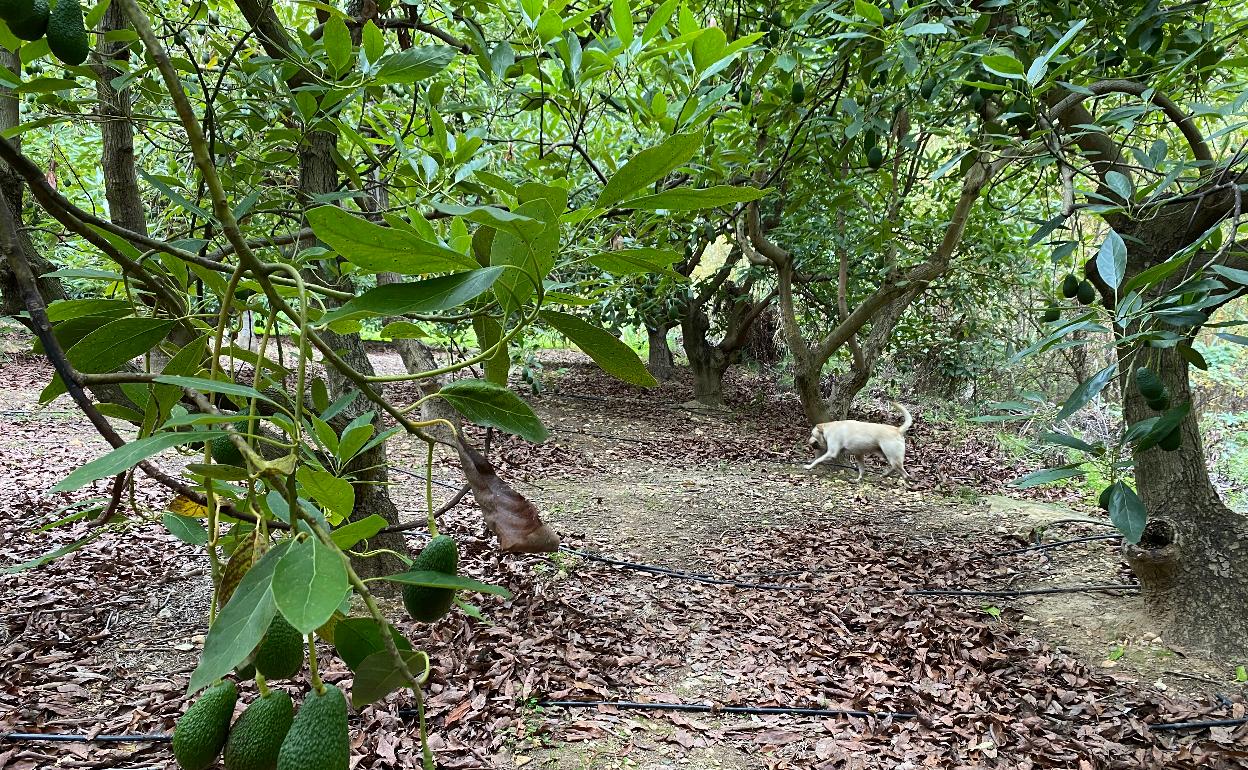 Una finca de aguacates en la Axarquía. 