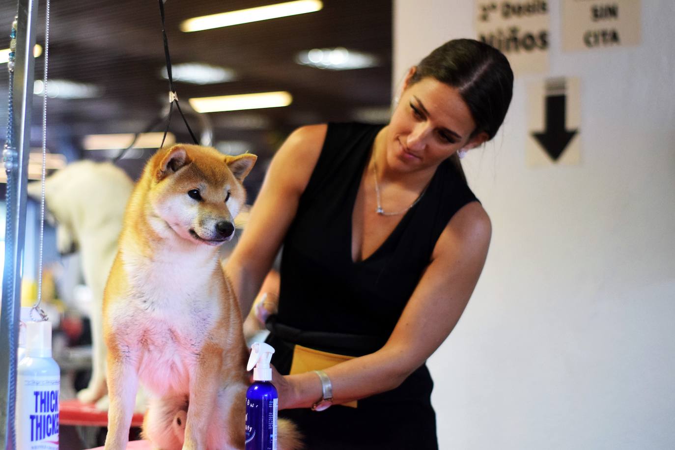 Expocan es una de las ferias de perros con más solera de toda Andalucía (35 ediciones), y está organizada por la Sociedad Canina de la Costa del Sol