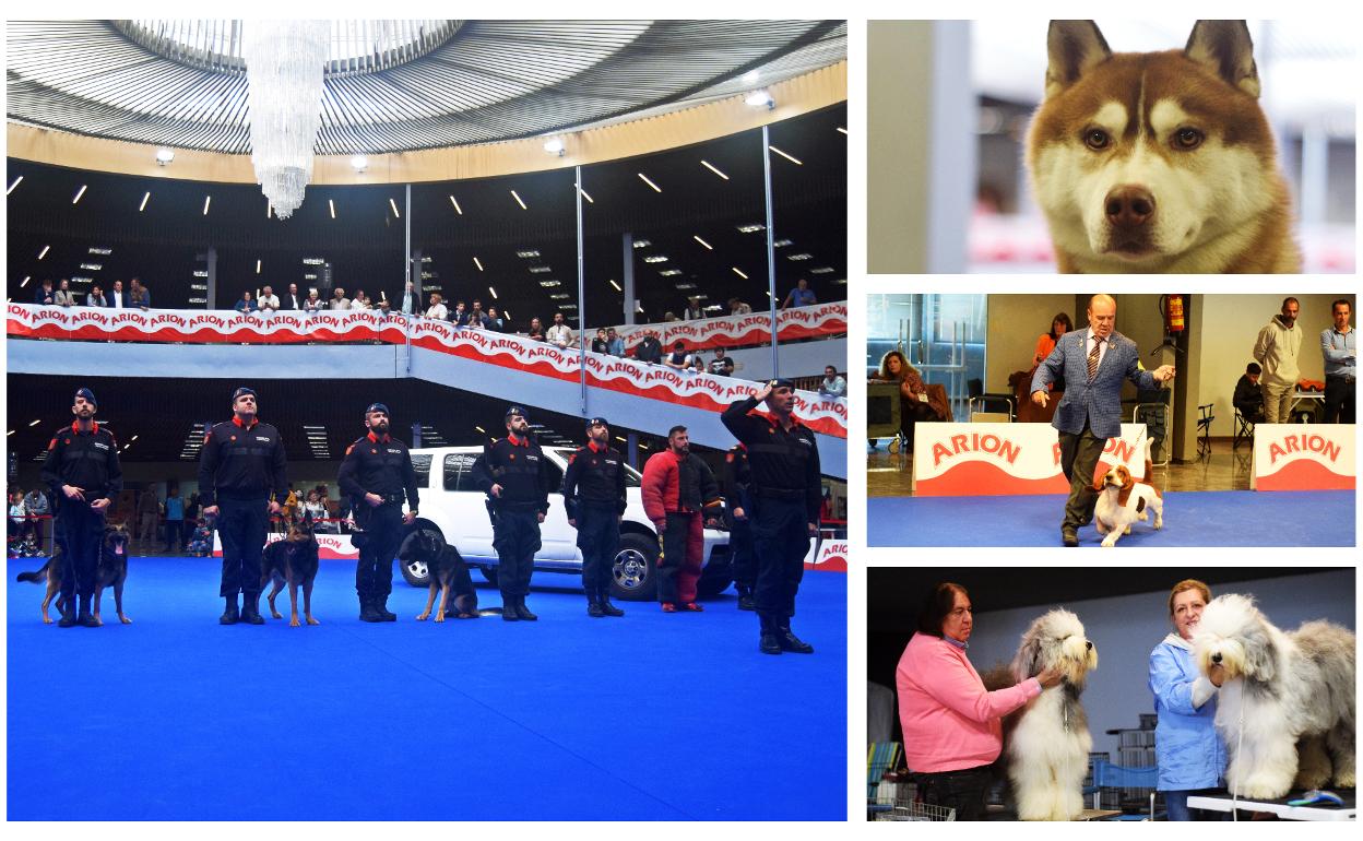 Torremolinos desata su alma canina