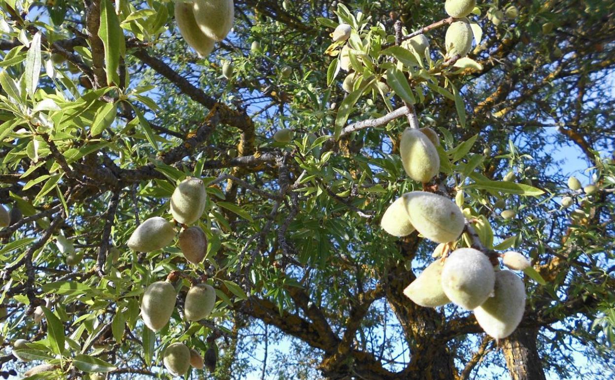 Imagen de archivo de un almendro ubicado en la provincia de Málaga. 