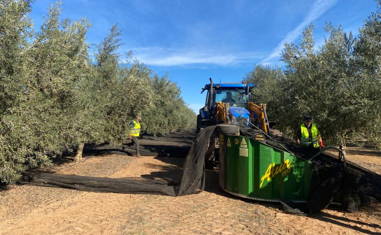 Dos peones colocan los fardos para recoger la aceituna en una finca de olivos en Villanueva de Algaidas. 