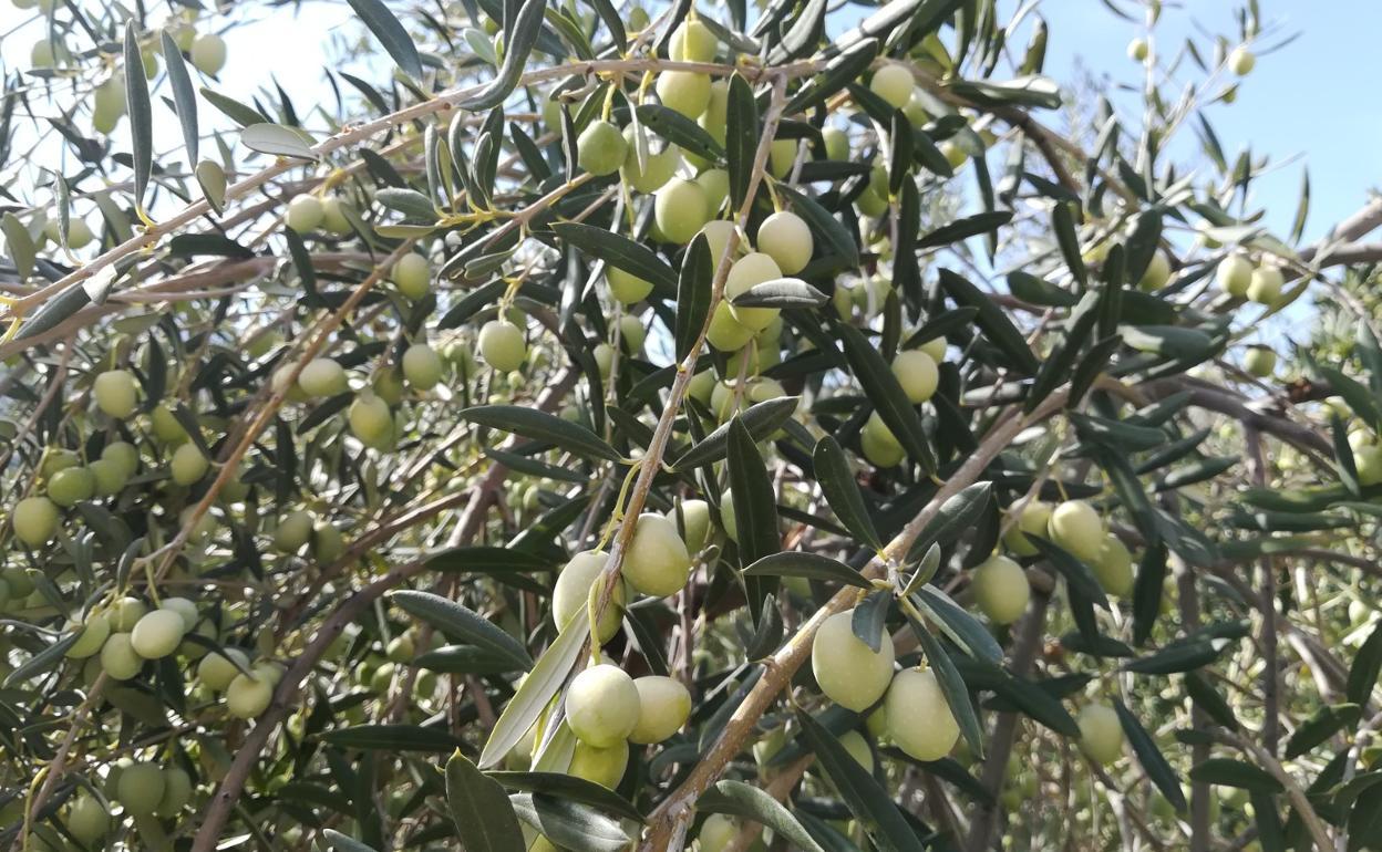Detienen a ocho personas sorprendidas con una tonelada de aceitunas robadas en Antequera