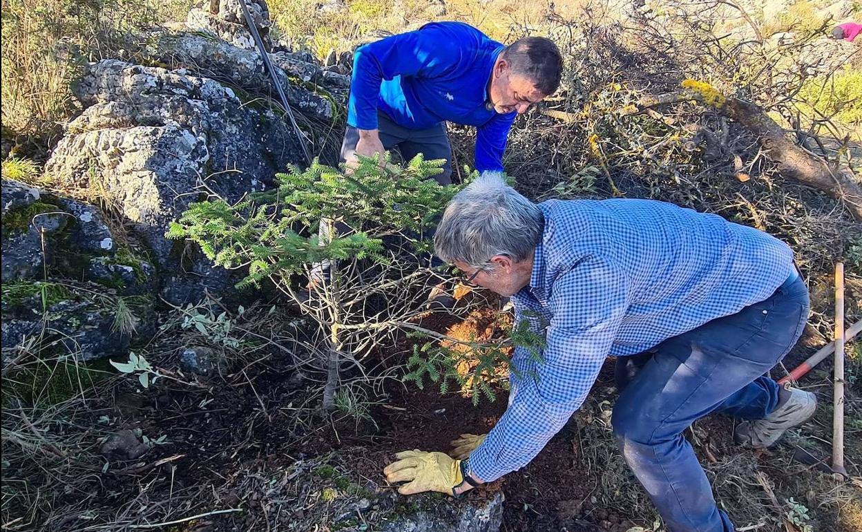 Un momento de la plantación. 