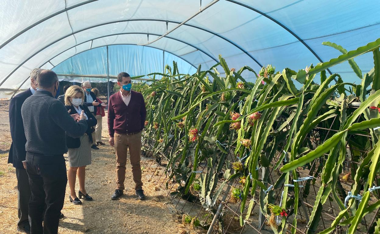 Imagen de uno de los invernaderos experimentales de la finca La Mayora de Algarrobo. 