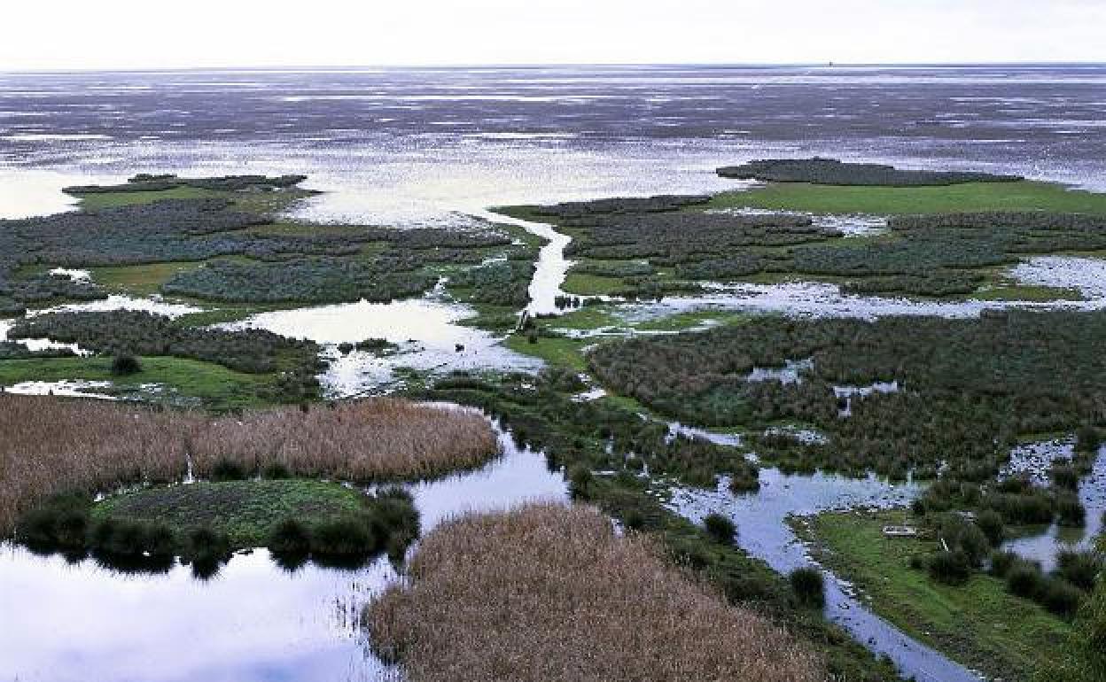 Imagen de las marimas del espacio natural de Doñana.